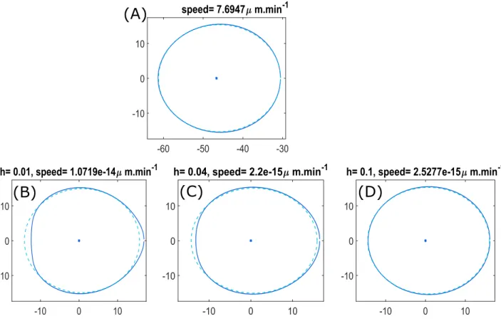 Figure 5: Different cell shapes obtained for different values of h: (A) Without compensating force
