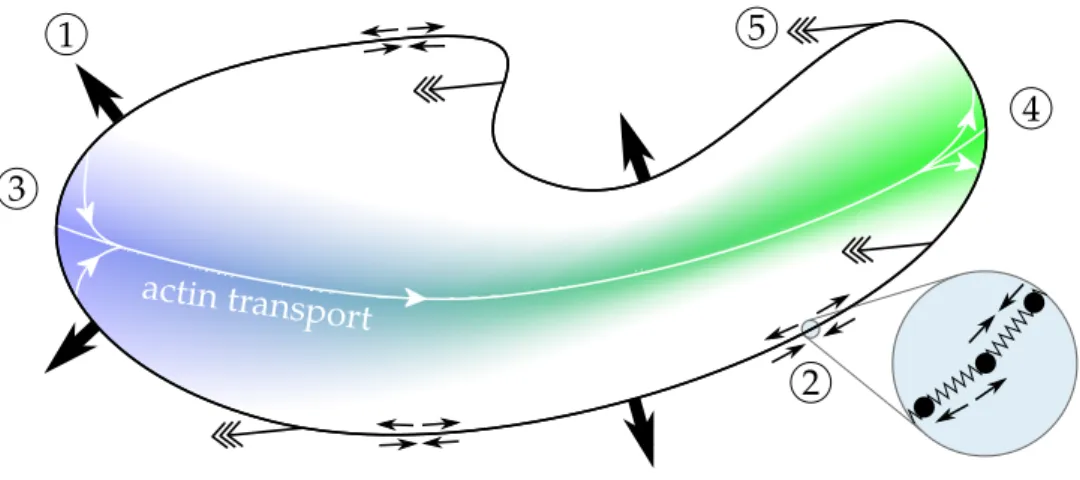 Figure 2: Schematic description of the cell. The cortex is subject to the a number of physical effects: 1 pressure forces, 2 linear elasticity forces, 3 - 4 de-/polymerization, 5 reaction forces due to transport