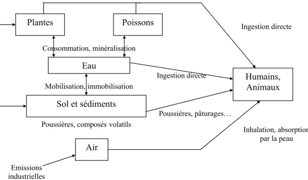 Figure 3 : Récapitulatif des différentes sources d'arsenic pouvant entraîner une intoxication  (d'après Brandstetter et al., 2000)