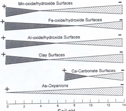 Figure 7 : Distribution des charges de surface des colloïdes du sol (d'après Sadiq, 1997)