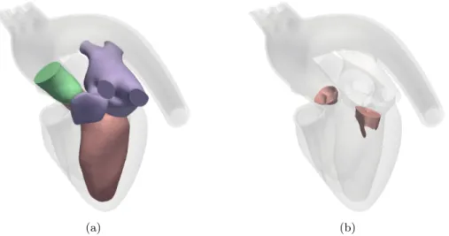 Figure 1: (a) Fluid domain and (b) immersed valves. On each figure, the Zygote 3D Human Heart Model is displayed in transparency for illustration purpose.