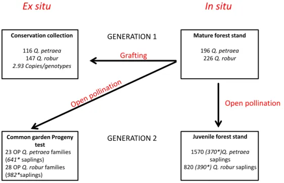 Figure 1: Schematic representation of the study experimental design. ∗: Numbers in italics correspond to number of saplings with reconstructed pedigree by parentage analysis.