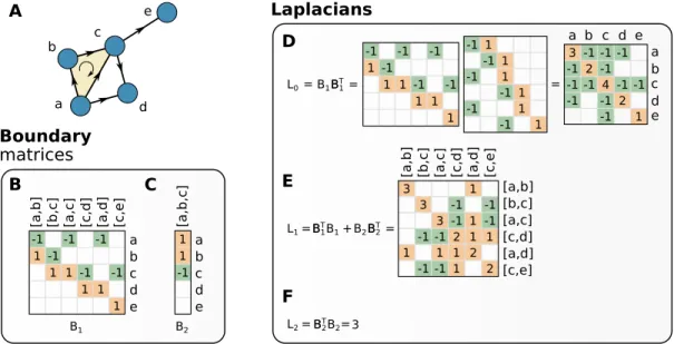 FIG. 6. Construction of combinatorial Laplacian. The first step required to define boundary operators is to endow a simplicial complex with an orientation