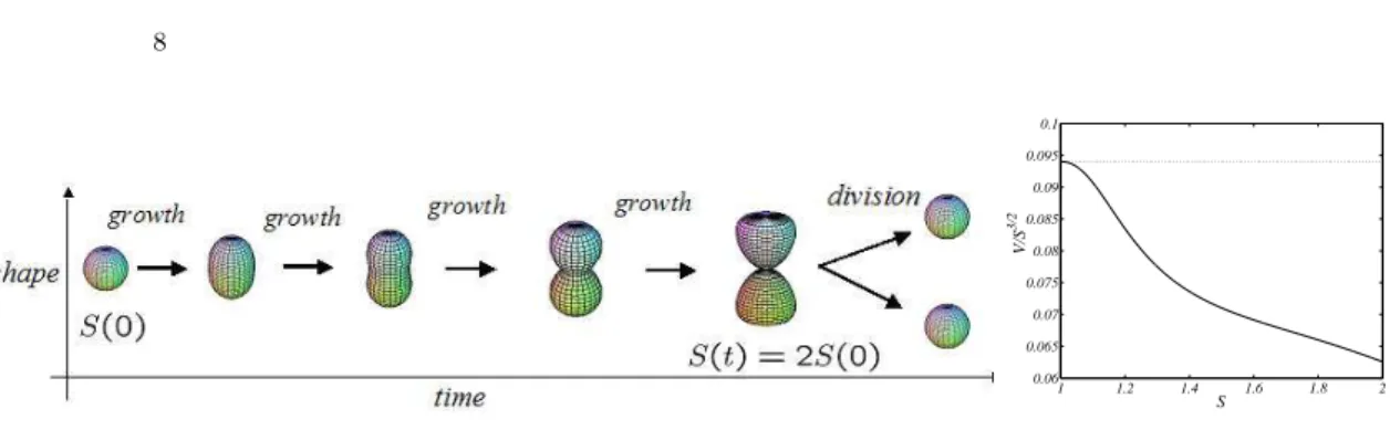 Figure 2. Behavior of the protocell shape in time. left panel Time snapshots of the protocell evolution