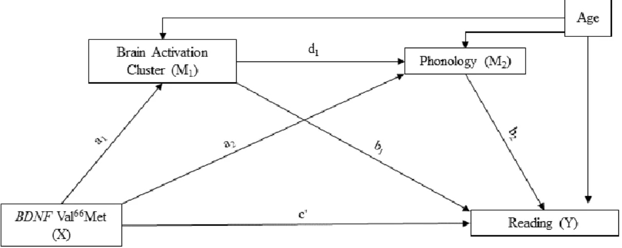 Figure 2. The serial multiple mediation model 
