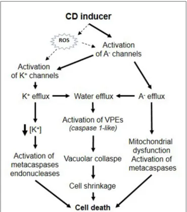 FIGURE 1 | Putative roles of ion channels during plant CD.