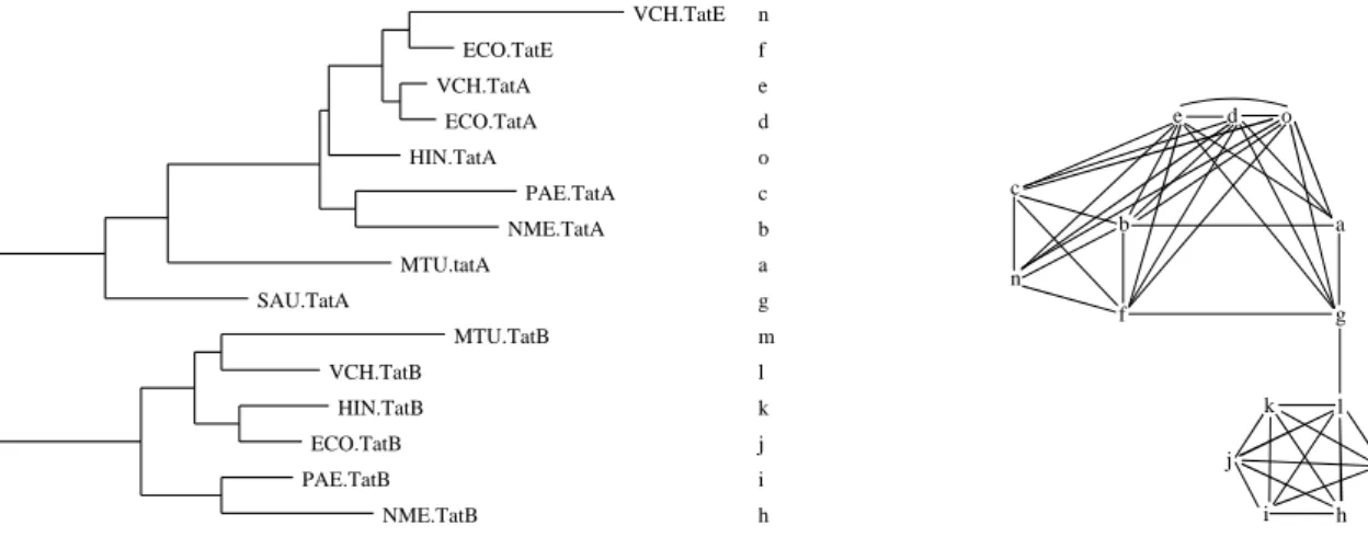 Fig. 3.13  La phylogénie de [GG00℄ et le graphe non triangulé G