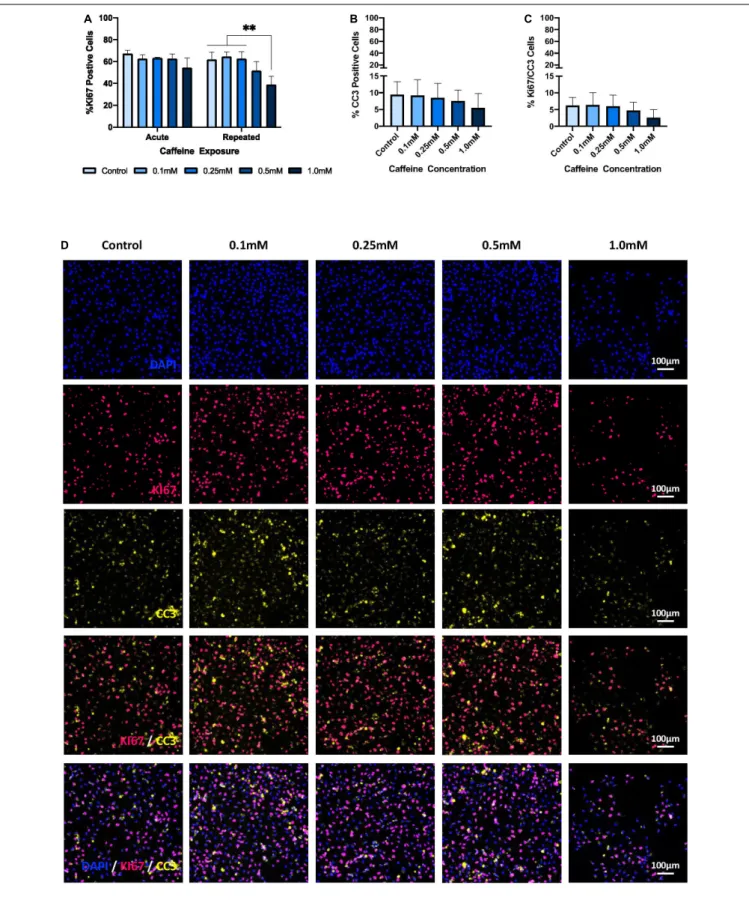 FIGURE 4 | The effect of caffeine treatment on % Ki67-, % CC3-, and % Ki67/CC3-positive cells