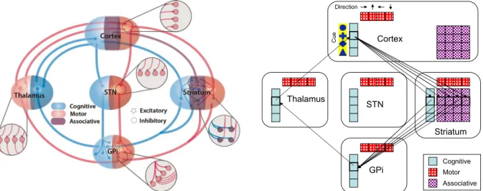 Figure 1: Architecture of basal ganglia model (left) and partial architecture of action selection model (right)