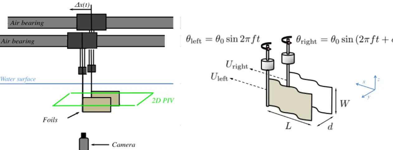 Figure 1. Schematic diagrams of the experiment with two self-propelled swimmers in a side-by-side configuration