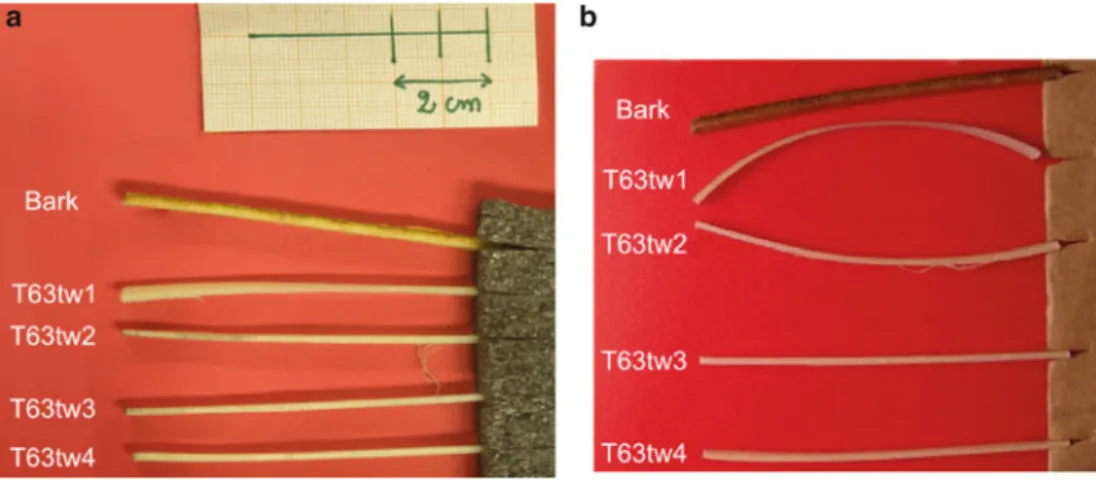Fig. 54.2 TW samples of tree T63 in the longitudinal-radial plane: (a) 5 min after cutting, (b) 1 week after cutting