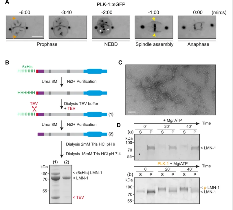 Figure 5. PLK-1 localizes at sites of lamina depolymerization in vivo and disassembles C.e lamin filaments in vitro