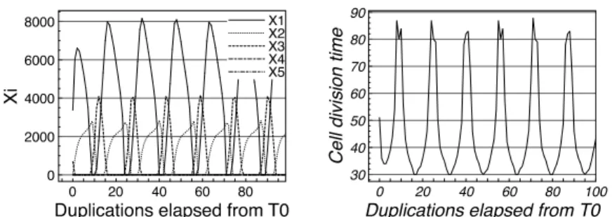 Figure 3. An example of a 5 × 5 matrix M with negative entries where simple synchro- synchro-nization is not achieved: the graphs show (left panel) the time behavior of the values of the components of X~ ∞ and (right panel) the duplication time in function