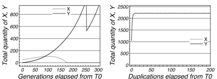 Figure 4. The behavior of the system described by Eq. 22: left panel, variation in time of the quantities of the two replicators in the first steps of the simulation; right panel, the value of the quantity of X at duplication time approaches a constant val