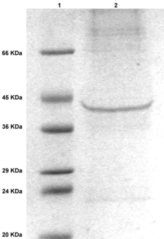 Fig. 1. Polyacrylamide gel electrophoresis of the N protein, puriﬁed from recombi- recombi-nant baculovirus infected Sf9 insect cells (lane 2) and a molecular weight marker (Sigma, lane 1)