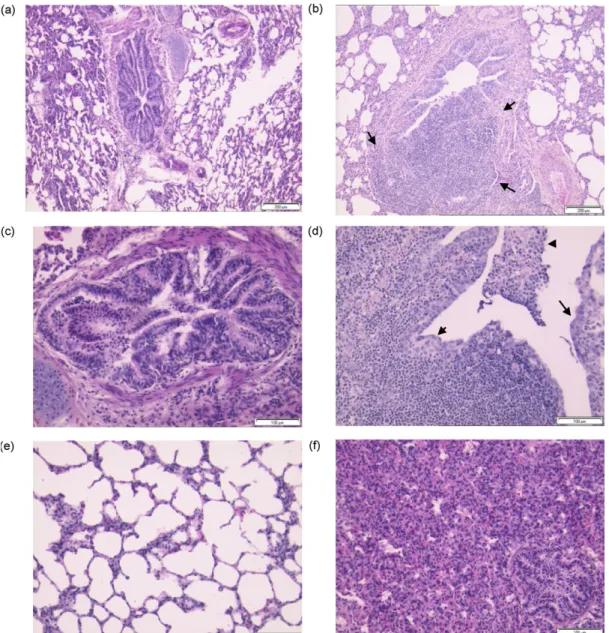 Fig. 6. Pulmonary histopathology after BRSV challenge in the pNsyn–Npur vaccinated group (a, c and e) and in the other groups: mock-vaccinated group (b and d), pNsyn- pNsyn-vaccinated group (f)