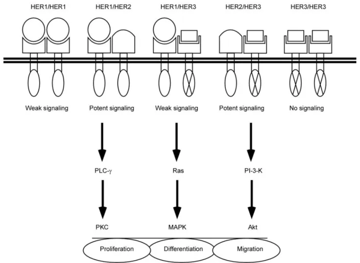 figure 2. Dimerization of HERs upon ligand binding triggers cell signaling cascades which may affect keratinocyte  proliferation, differentiation, or migration