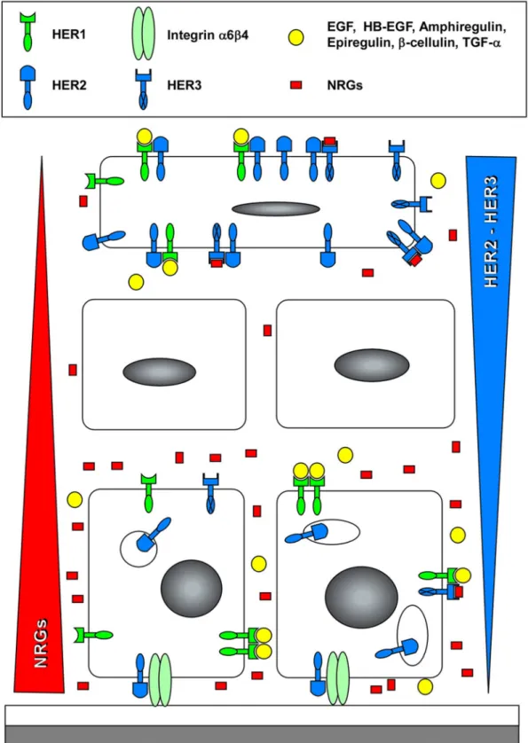figure 3. localization of HER-dependent signaling in keratinocytes embedded in a normal epidermis