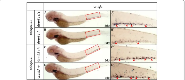 Figure 6 WISH assays of cmyb in cebpa null mutants and siblings with or without dnmt1 mutation