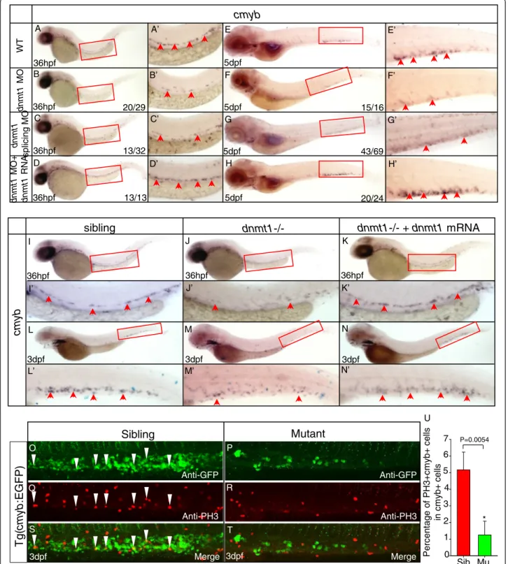 Figure 3 Dnmt1 mRNA rescue and anti-phosphorylated histone H3 (pH3) immunostaining assays in dnmt1 -deficient embryos.