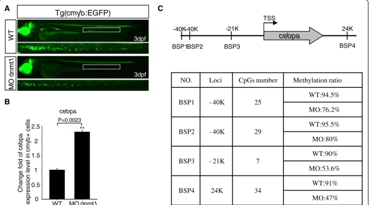 Figure 4 Fluorescent images of the Tg ( cmyb -EGFP) line, Q-PCR result of cebpa expression, and bisulfite sequencing PCR (BSP) assay.