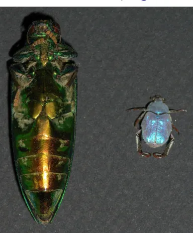 Figure 1. Specimens of Hoplia coerula (right) and Chrysochroa vittata (left).