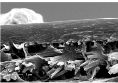Figure 2. SEM image of a cleaved section of the exocuticle on the abdomen of C. vittata
