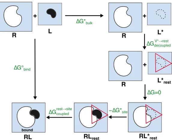 FIG. 1. Thermodynamic cycle for double decoupling with ligand restraints. R: unbound receptor