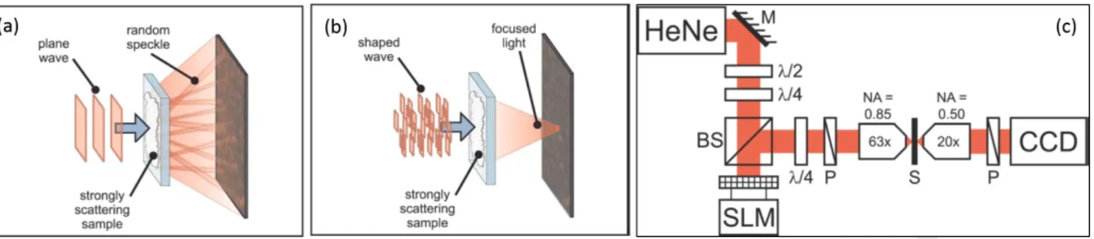 Figure 1: General illustration of optical wavefront shaping through a strongly scattering sample