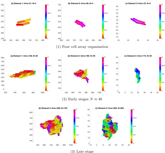 Figure 7: Plot of a colony from Dataset 1 (a), Dataset 2 (b) and Dataset 3 (c) at time corresponding to: four cell colonies (1), colony composed of N = 40 cells (2), colony at time t = 250 min