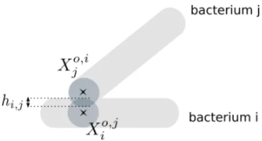 Figure 2: Representation of the interaction between two bacteria i and j with an overlapping h i,j 