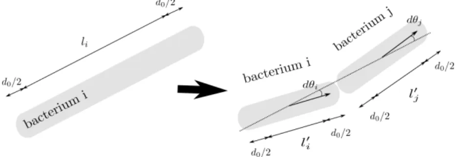 Figure 3: Representation of the division of a bacterium i into two daughter bacteria i and j