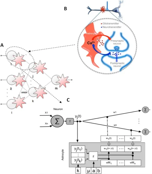 Fig. 1. A) Artificial neuron-glia network structure, where artificial neurons and artificial astrocytes are represented by circles and stars, respectively
