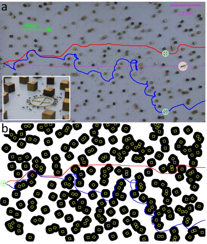 Figure 1: Motion within a maze. (a) Setup for cube maze experiments. Overlaid are the load trajectory (blue), shortest path for the load (red) and shortest path for ants (magenta)