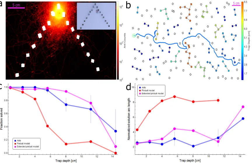 Figure 3: Simulation and ant performance near traps. (a) Logarithmic heat map showing the spread of ants while the load is located near the top of a deep triangular trap (extracted from 23 minutes of footage)