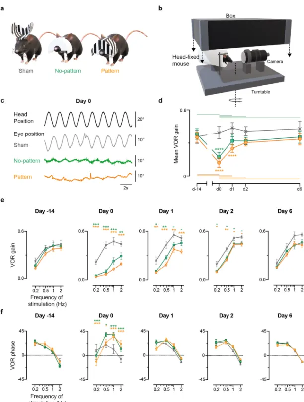 Figure 1.  Effects of the VVM on the VOR. (a) Representation of mice wearing the three different types of  devices used in the protocol; Pattern (left), No-pattern (middle) and Sham (right)