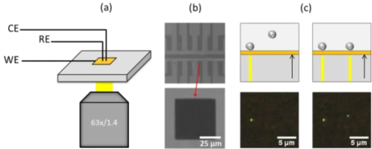 Figure  1:  Schematic  representation  of  the  opto-electrochemical  setup  designed  to  study the oxidation-reduction of silver NPs (a)