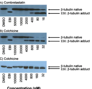 Fig. 1 Effect of escalating concentrations of combretastatin A-4 and colchicine on the inhibition of the bisthioalkylation of Cys-239 and Cys-354 of β -tubulin by N , N '-ethylene-bis(iodoacetamide) on 