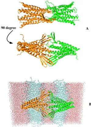 Figure 1: (A) The molecular structure, viewed from two an- an-gles, of two claudin-5 cis-dimers (green and orange) forming a paracellular pore