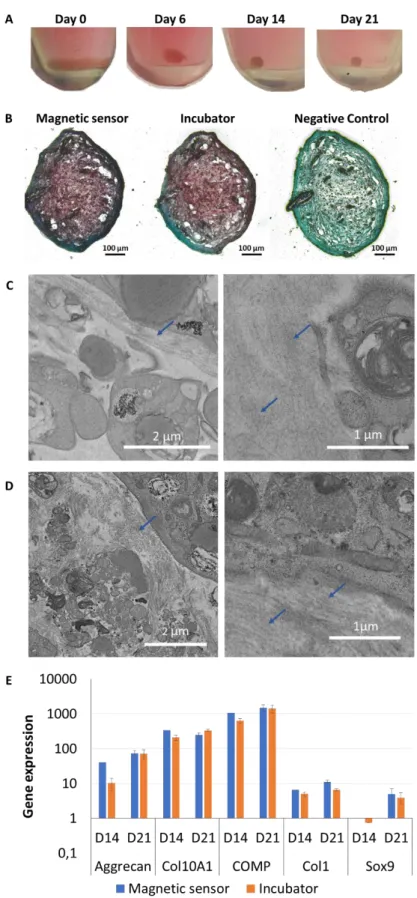 Figure 5: The cell spheroids remain viable along the real-time measurements using the  magnetic sensor