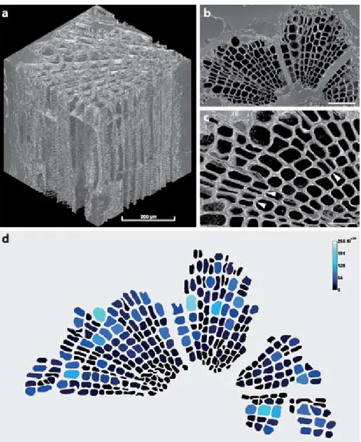 Figure 5. High-resolution Propagation Phase Contrast X-ray Synchrotron Microtomography  (PPC-SR μ CT) of 407 million year old fossil wood preserved in the mineral pyrite (FeS2)  (Speci-men CSD-07F-01, Université d’Angers, France)