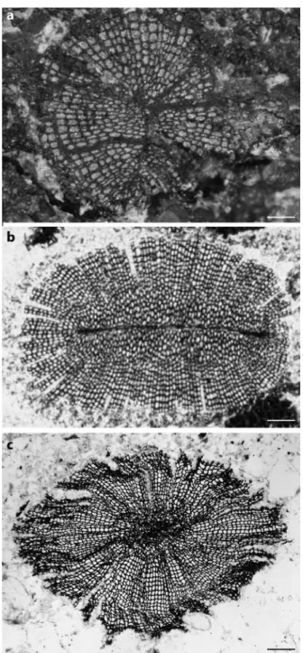 Figure 4. The three oldest (Early Devonian) euphyllophytes exhibiting wood. Transverse sec-  tion of the xylem