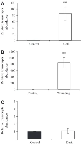 Figure 7. Abundance of relative transcripts of PtaZFP2 under various abiotic factors. Two-month-old poplars were incubated at 4 C (cold) (A) or in the dark (C) for 1 h, or their leaves were slashed (B) and collected 1 h later