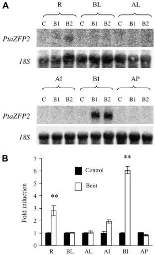 Figure 4. Northern blot analysis of the induction of the accumulation of PtaZFP2 transcripts 1 h after basal internodes bending in several poplar organs