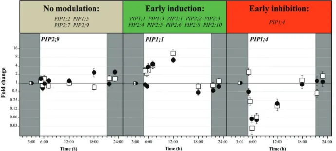 Fig. 2 K leaf of P. nigra and P. trichocapra grown in normal conditions (white bars), in normal light with 1 h perfusion of 1 mM HgCl 2