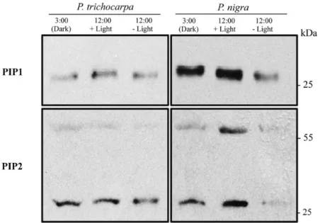 Fig. 5 Western blot of microsomal proteins from leaves of P. trichocapra and P. nigra separated by SDS–PAGE and immunolabeled using PIP1 or PIP2 antisera