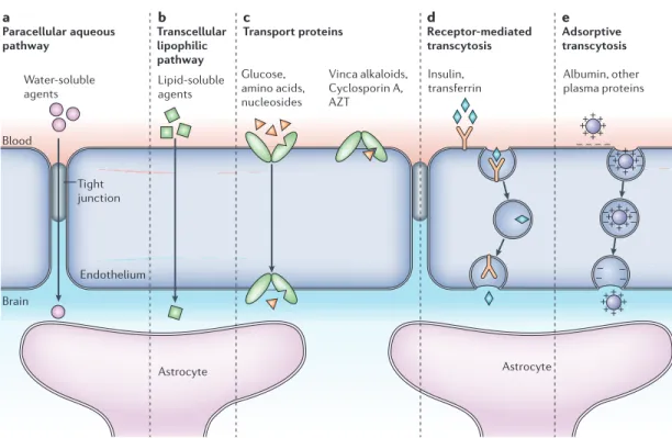 Figure 3 | Pathways across the blood–brain barrier. A schematic diagram of the endothelial cells that form the blood–