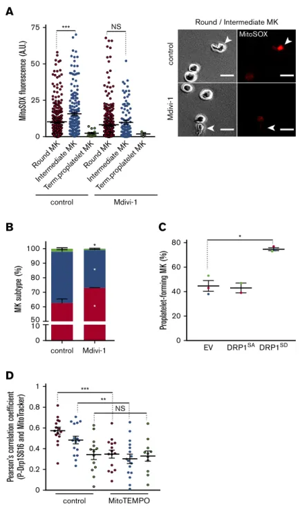 Figure 5. Coupling of mitochondrial dynamics and mtROS levels during formation of proplatelets