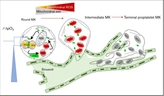 Figure 6. An autoamplification loop links mitochondrial dynamics and ROS production to onset of thrombopoiesis