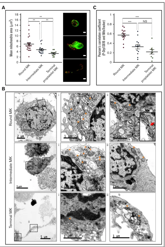 Figure 4. Changes in mitochondrial dynamics during proplatelet formation. (A,C) Mature MKs were incubated for 5 hours before being processed for fluorescence microscopy after MitoTracker labeling